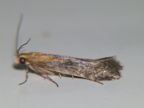 Réf. 104 646 : Stomopteryx basalis
