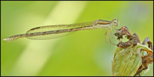 Sympecma fusca
