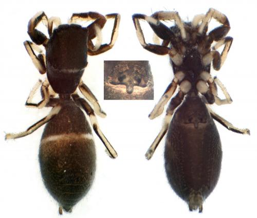 Synageles hilarulus