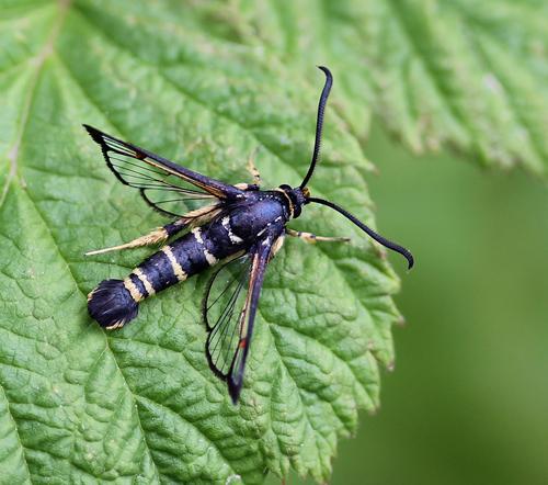 Synanthedon vespiformis