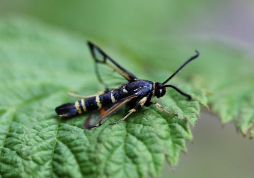 Synanthedon vespiformis