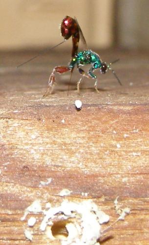 Torymus calcaratus