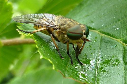 Réf. 104 278 : Tabanus bromius