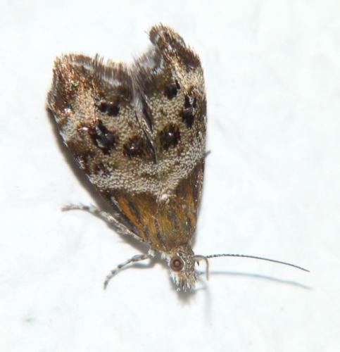Tebenna micalis
