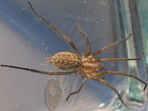 Eratigena agrestis