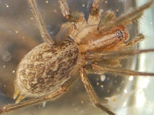 Eratigena agrestis