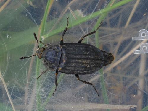 Thanatophilus sinuatus