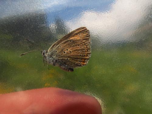 Lycaena hippothoe
