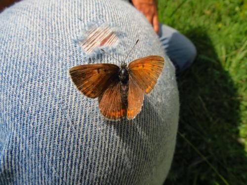 Lycaena hippothoe