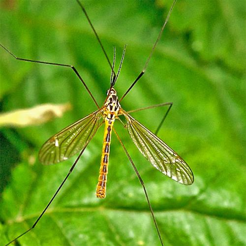 Nephrotoma flavescens