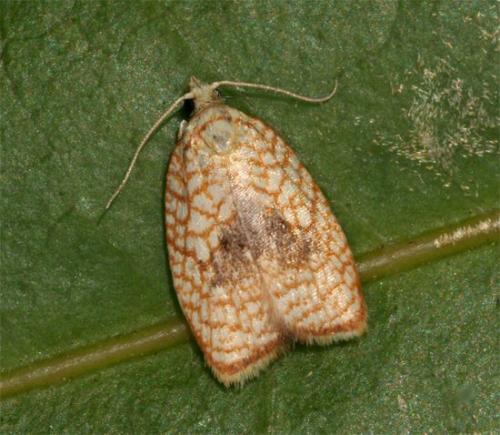Réf. 104 856 : Acleris forsskaleana