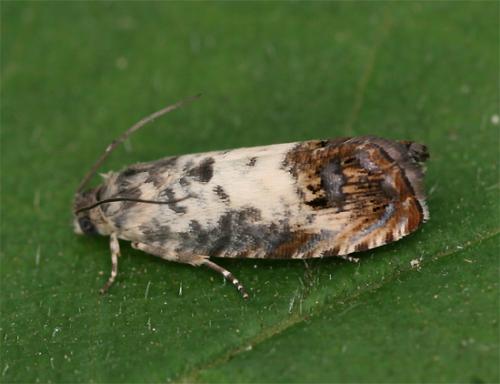 Pammene fasciana