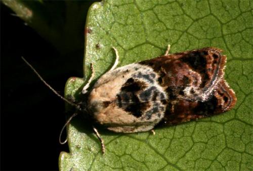 Réf. 104 959 : Acleris variegana