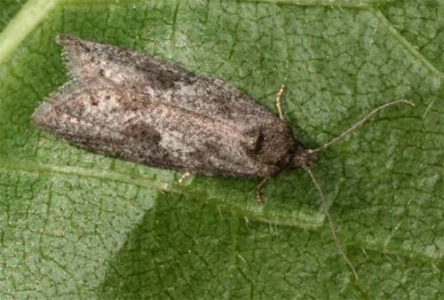 Réf. 104 964 : Cnephasia sp.