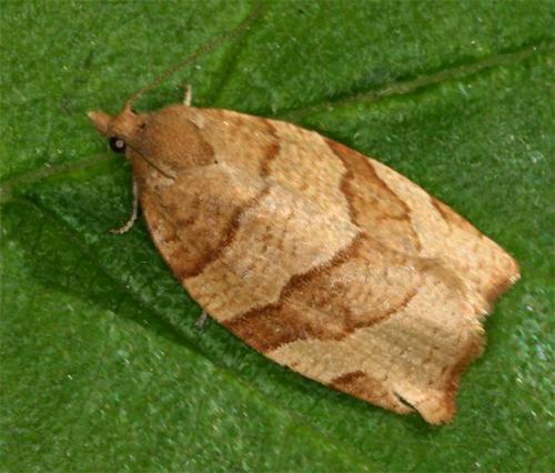 Pandemis cerasana