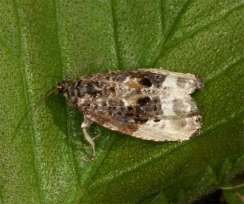 Réf. 104 358 : Hedya nubiferana