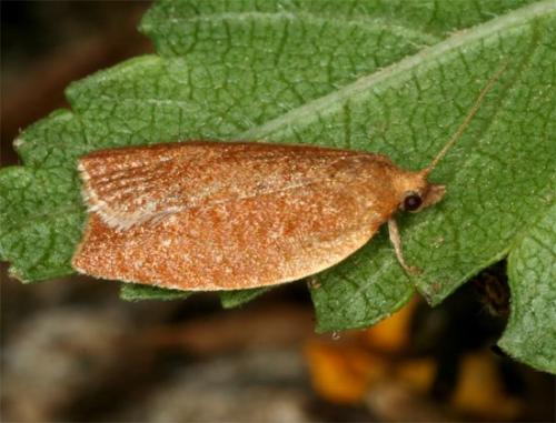 Clepsis consimilana