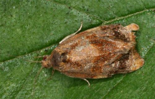 Réf. 104 517 : Ditula angustiorana
