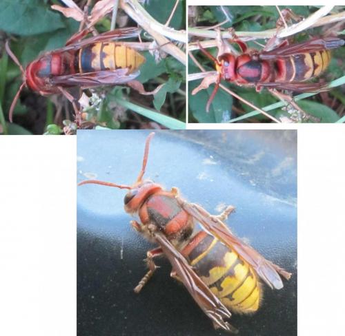 Vespa crabro