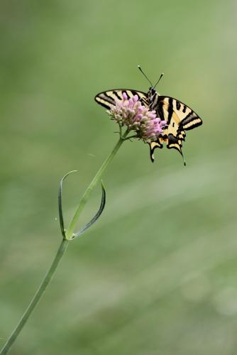 Réf. 104 301 : Papilio alexanor