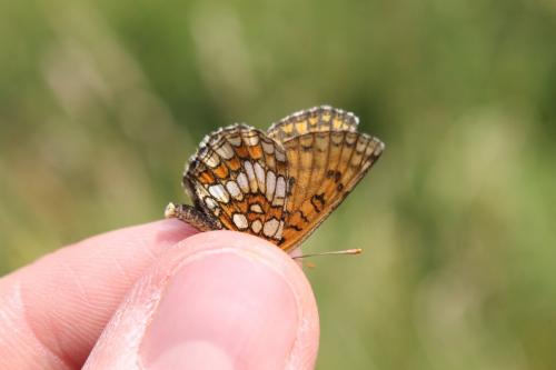 Réf. 104 666 : Melitaea aurelia