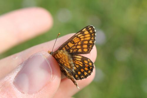 Réf. 104 667 : Melitaea aurelia