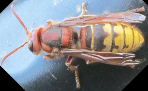 Vespa crabro