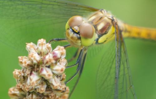 Sympetrum striolatum