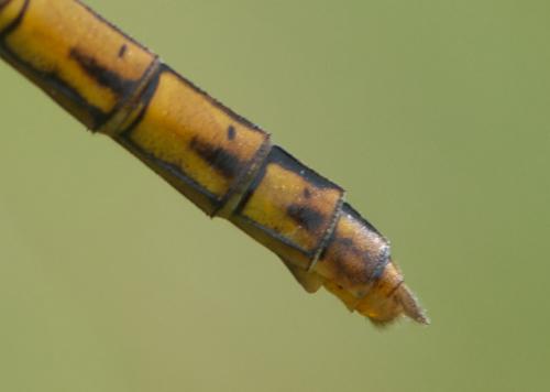 Sympetrum striolatum