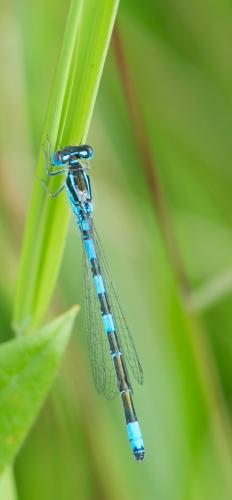 Réf. 104 185 : Coenagrion scitulum