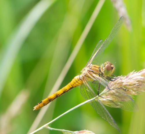 Sympetrum sanguineum