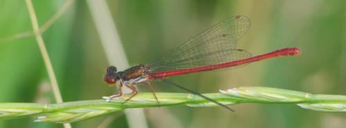 Ceriagrion tenellum