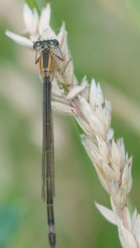 Ischnura elegans