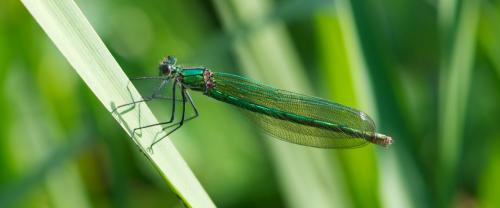Calopteryx splendens
