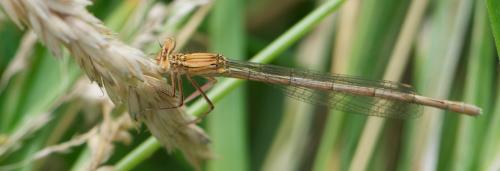 Platycnemis pennipes