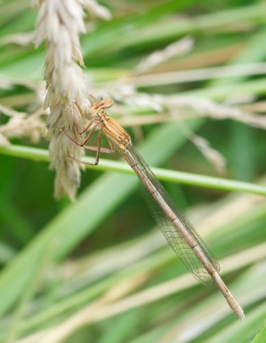 Platycnemis pennipes