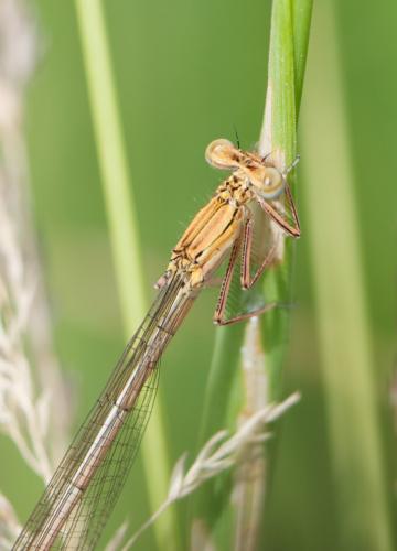 Platycnemis pennipes