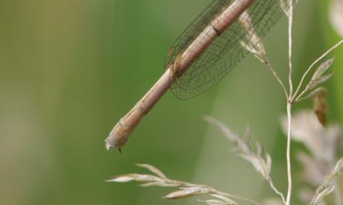 Platycnemis pennipes