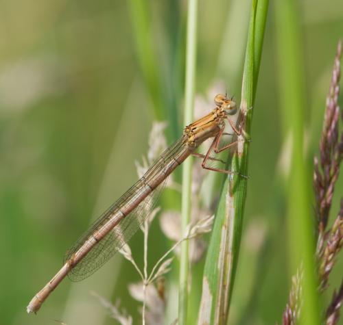 Platycnemis pennipes