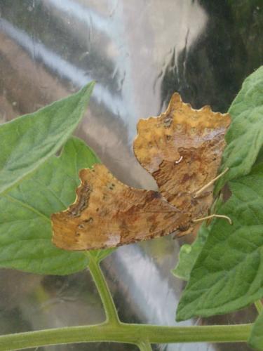 Polygonia sp.