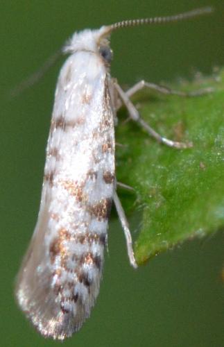 Argyresthia fundella