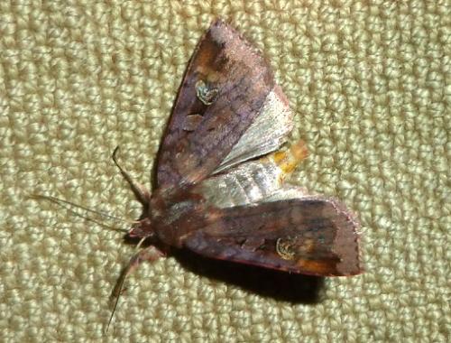 Diarsia brunnea