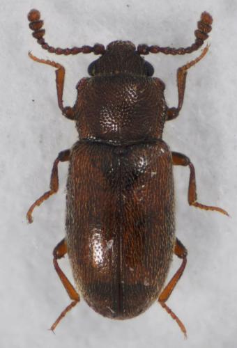 Cryptophagus sp.