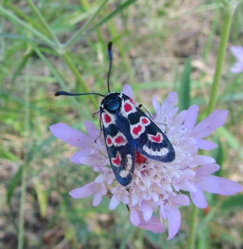 Zygaena occitanica