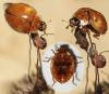 Adalia decempunctata