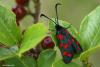 104938 – Photo : Sébastien Cally – France (46)