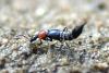 104535 – Photo : Christophe Sirere – France (18)
