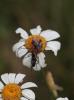 104801 – Photo : Bernard Choux – France (26)
