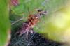 104408 – Photo : Christophe Quintin – France (21)