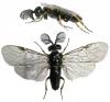 104340 – Photo : Arthropa - Benoit Martha – France (39)